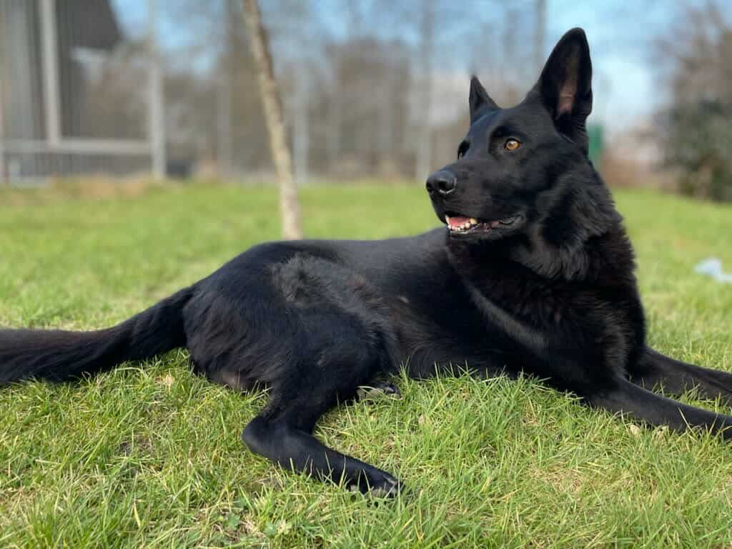 96E9A3D5-E69C-43A7-B4A3-51918C367BCC Hector 96E9A3D5-E69C-43A7-B4A3-51918C367BCC Hector