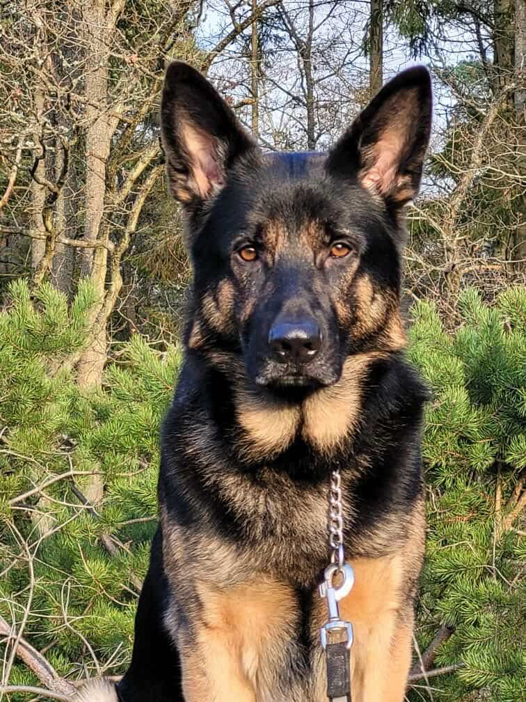 F39D904F-76ED-4CB0-A399-42C8141F3BE5 Harly F39D904F-76ED-4CB0-A399-42C8141F3BE5 Harly