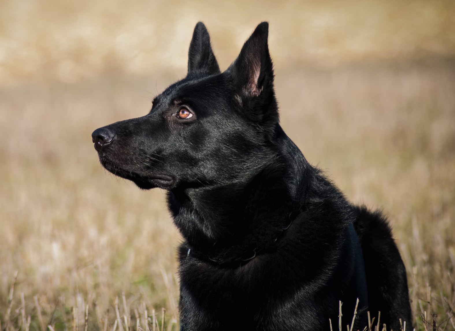 Messenger_creation_4887DC1A-DFCE-4C8A-9CE6-DAC0CBD89B63