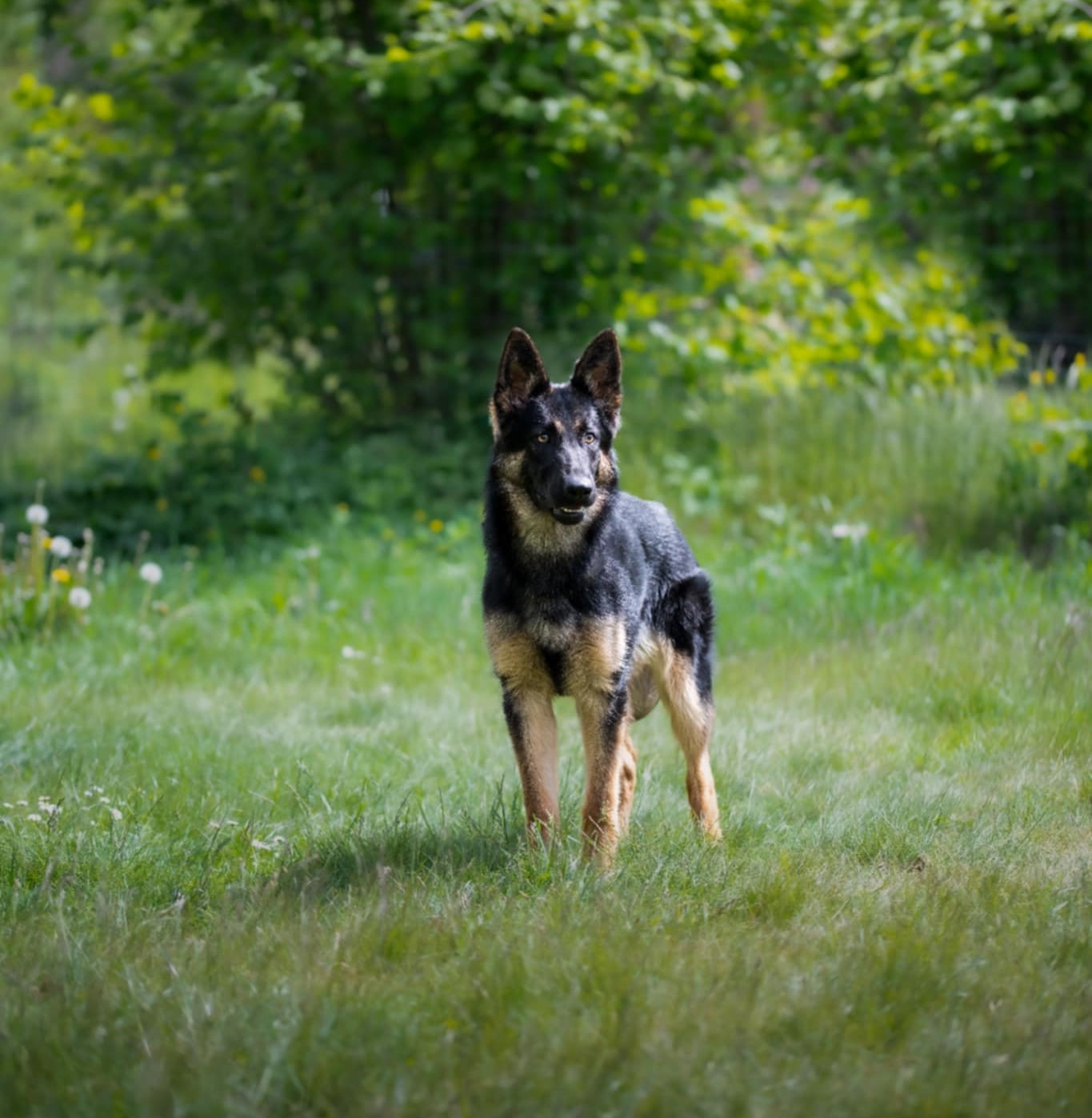 Messenger_creation_AD71E8AF-A0CE-48E7-9A19-61E23FFBFE04.jpeg ny