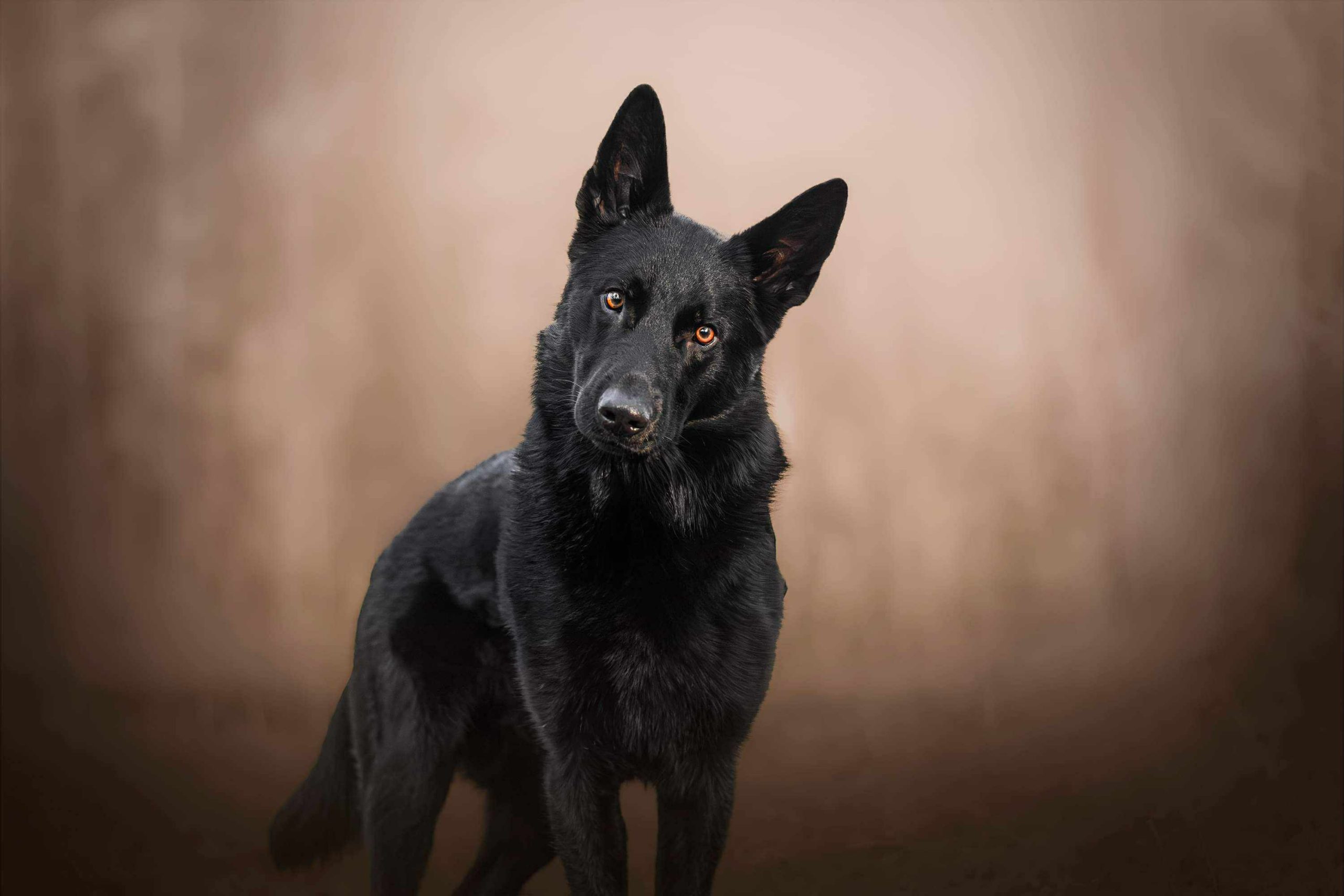 Messenger_creation_C74A15C7-DF27-4898-90B3-DCB5ACAF9489