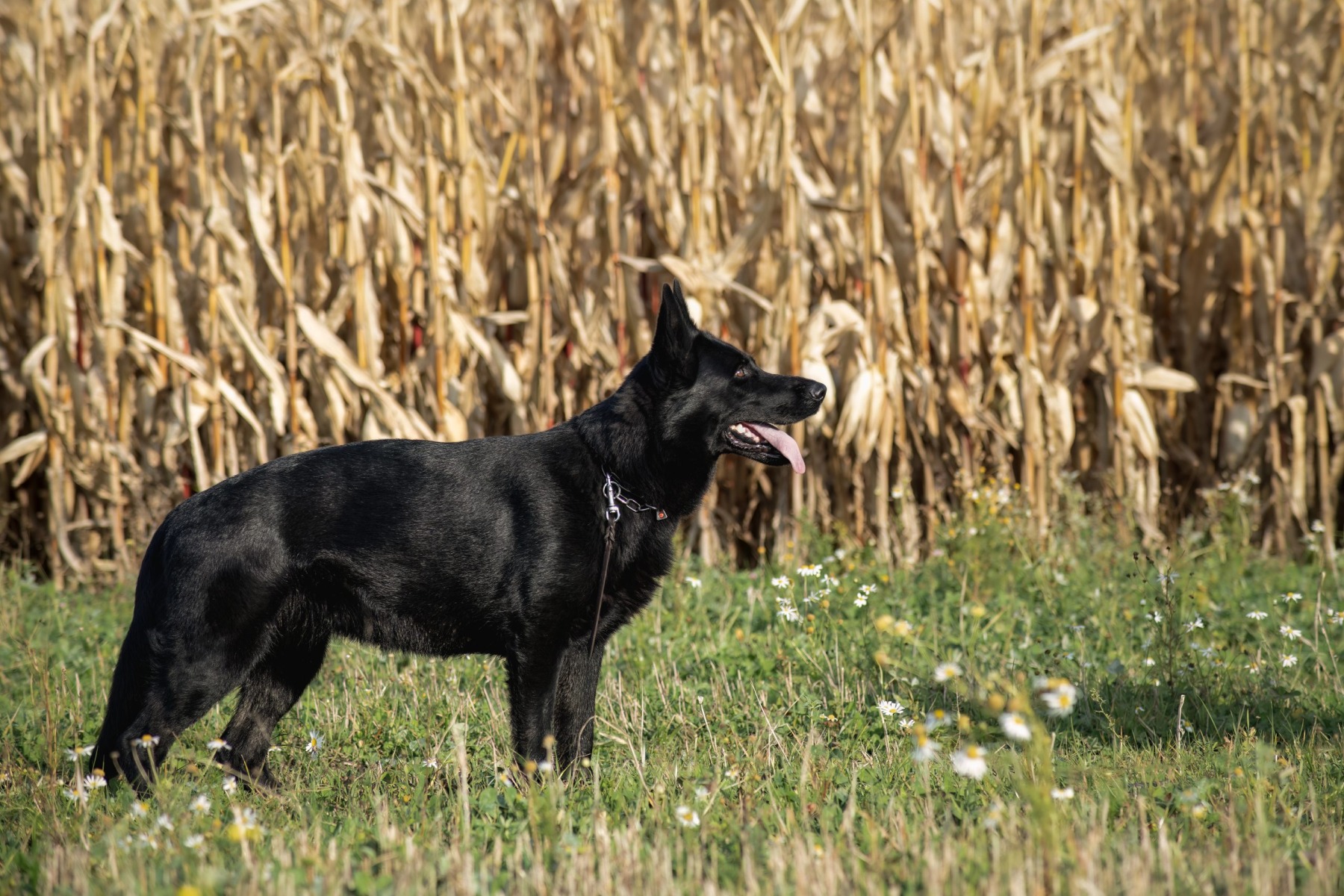 namnlöst-2-94-Redigera Snibor Anzi Hella