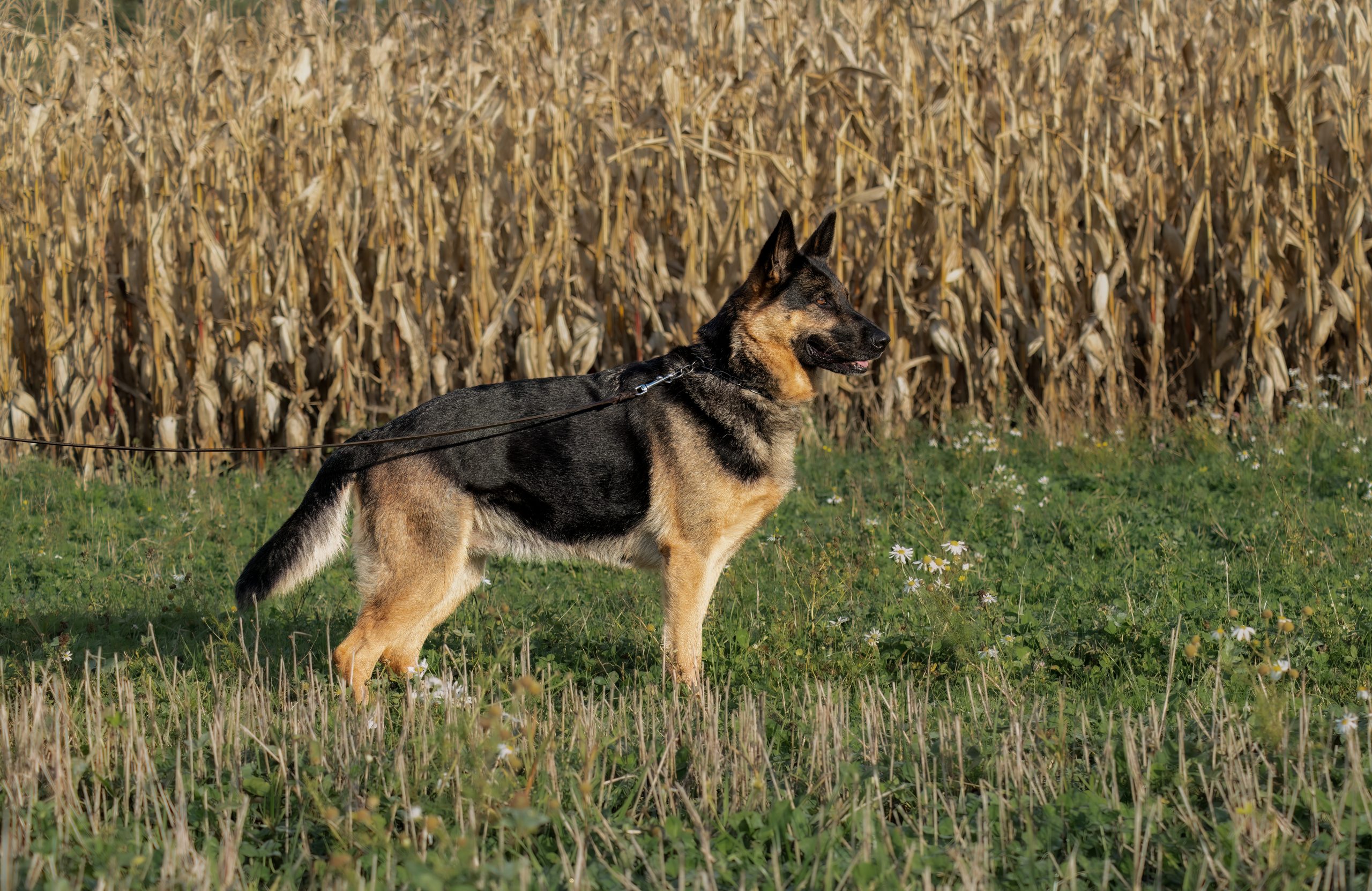 namnlöst-8841-Redigera