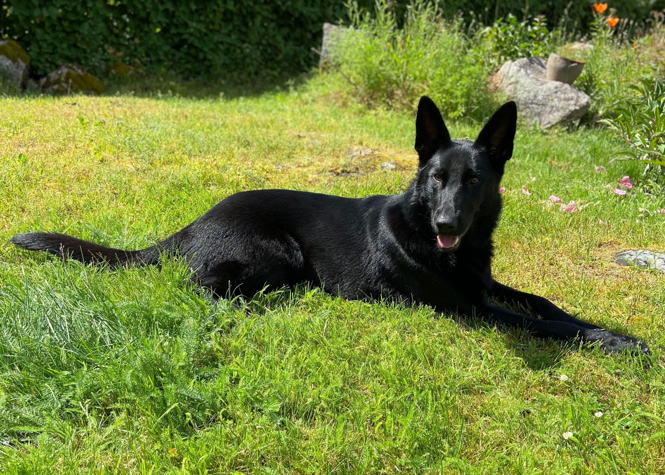 received_853495348867263.jpeg ny