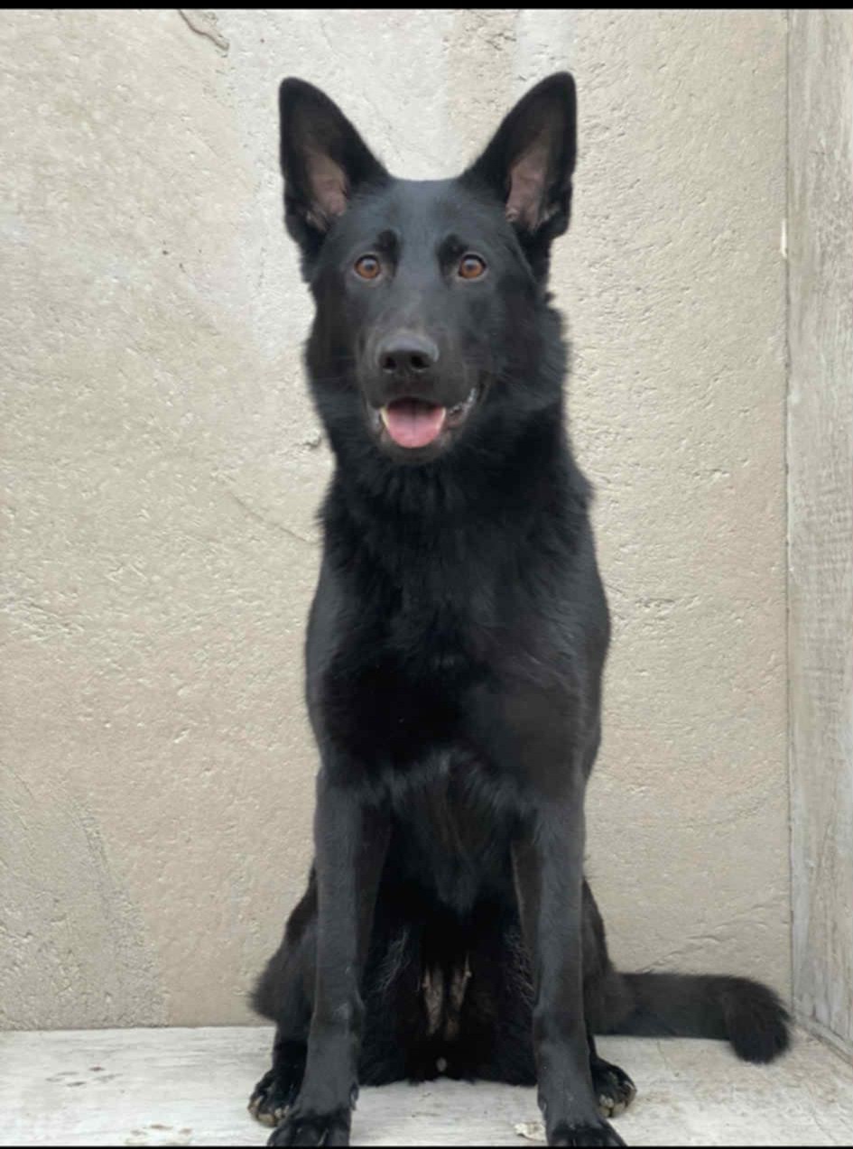 Messenger_creation_07015B17-4727-4D7E-9CC2-34377E112760.jpeg ny Messenger_creation_07015B17-4727-4D7E-9CC2-34377E112760.jpeg ny