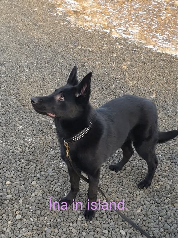 Messenger_creation_3082846731989883