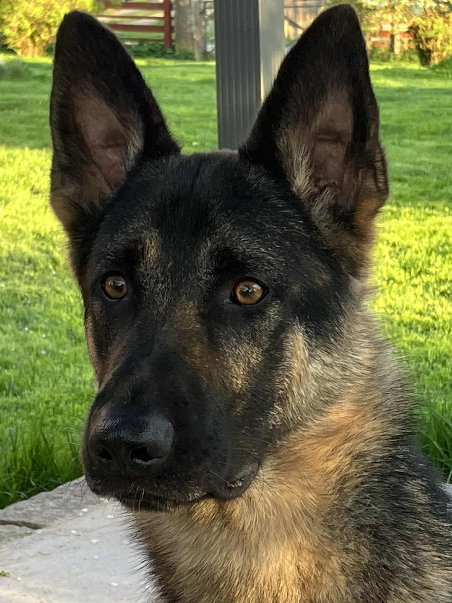 Messenger_creation_6780E9A3-51CD-4DB8-91AA-2078BD21174D