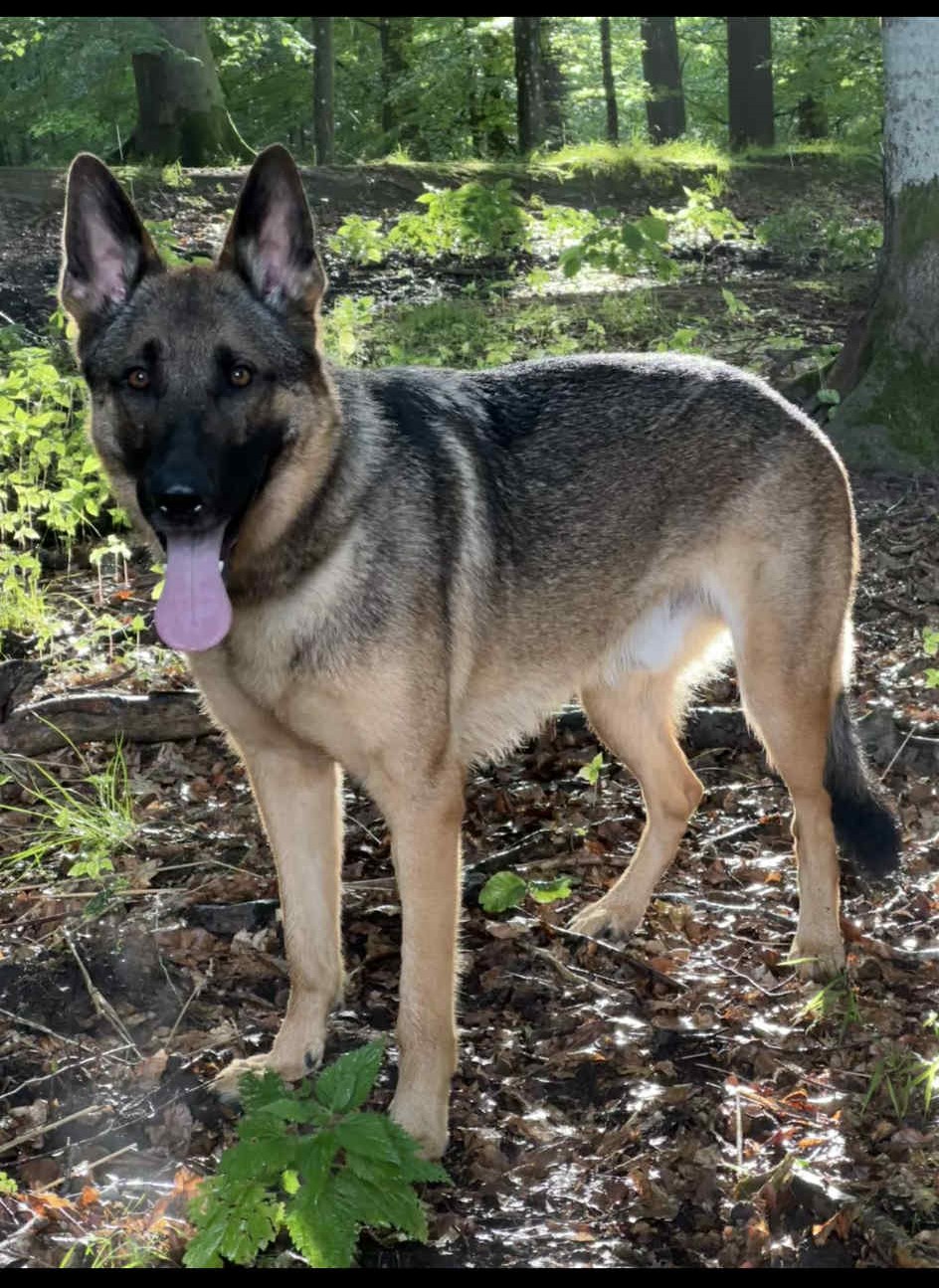 Messenger_creation_6CA4ABA2-871E-4B34-8445-B777AE98878A.jpeg ny Messenger_creation_6CA4ABA2-871E-4B34-8445-B777AE98878A.jpeg ny