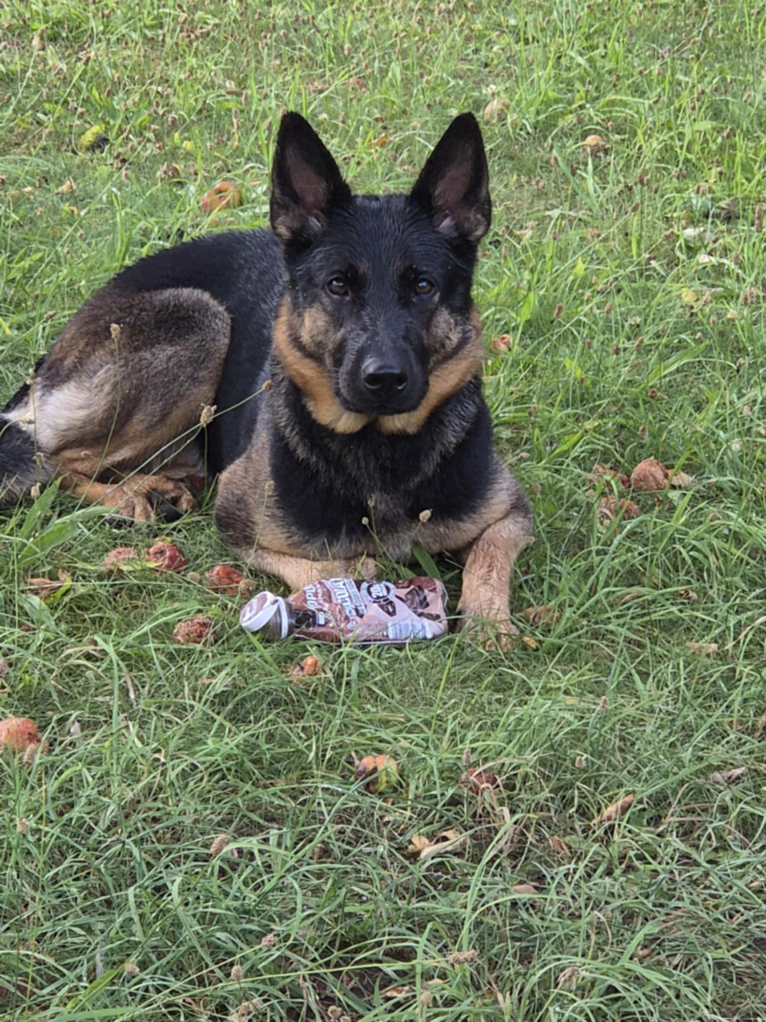 Messenger_creation_A095DDED-2A1C-4E27-B5CB-30B31244E46E