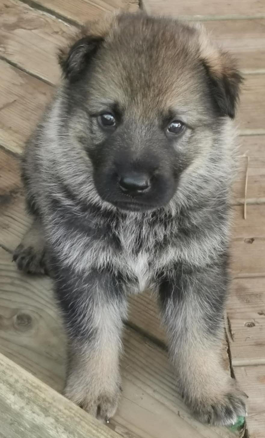 NY Messenger_creation_5A503ADD-56A0-47DA-856A-A07B1D3B4276.jpeg NY Messenger_creation_5A503ADD-56A0-47DA-856A-A07B1D3B4276.jpeg