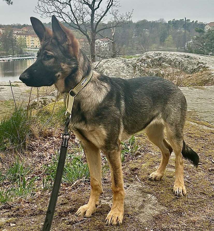 thumbnail_IMG_1111.jpg ny maggi