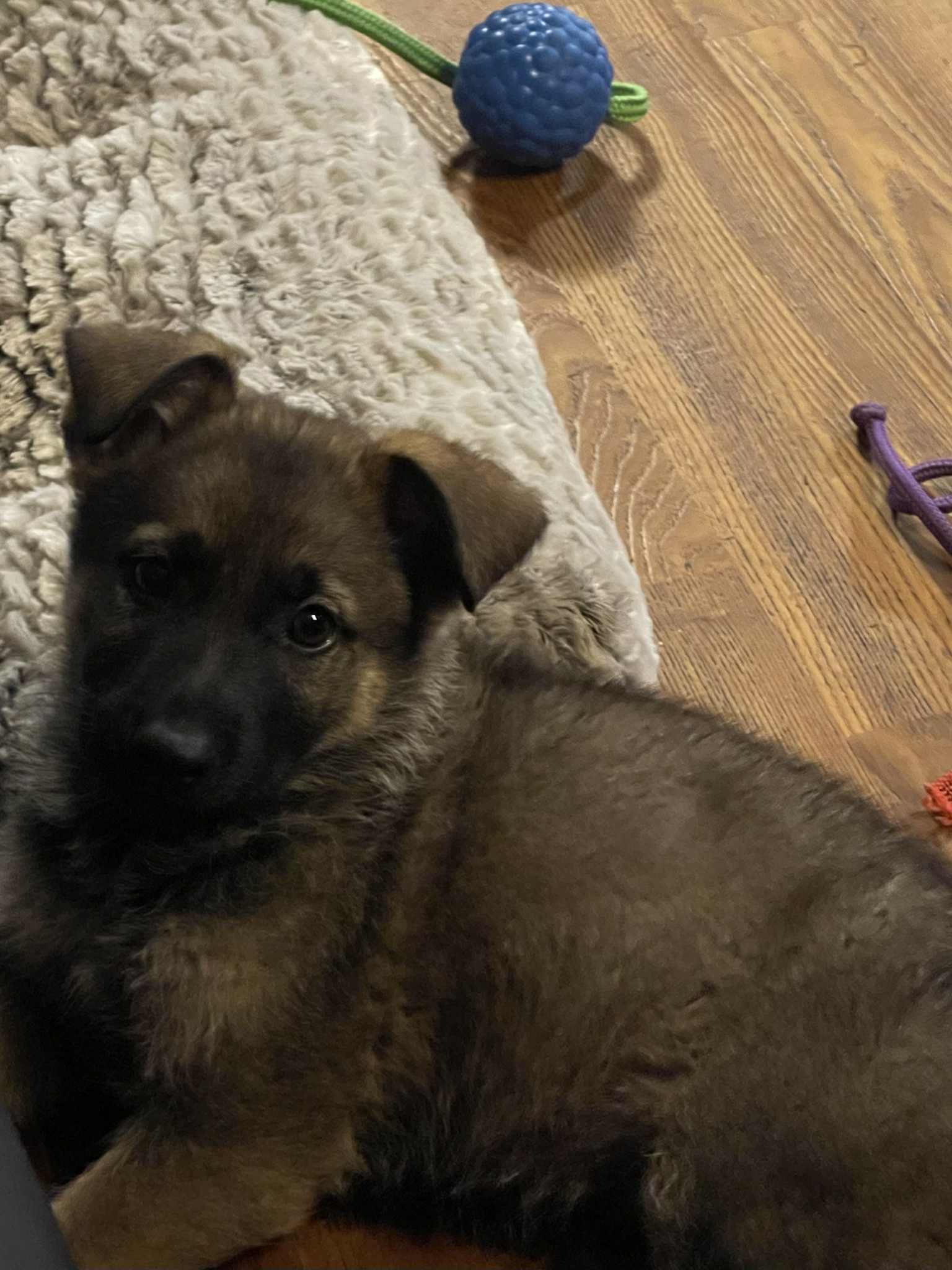 Messenger_creation_CD786BCD-5A6F-40F9-96BF-F7FDB3A97371