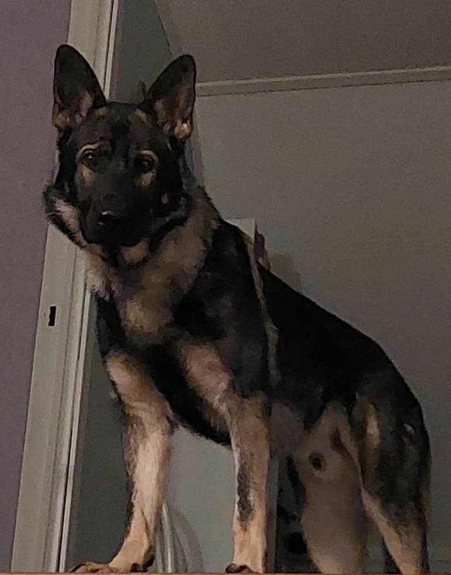 Messenger_creation_B1BA72B2-47F1-4B4C-B157-5C9323B5E06C