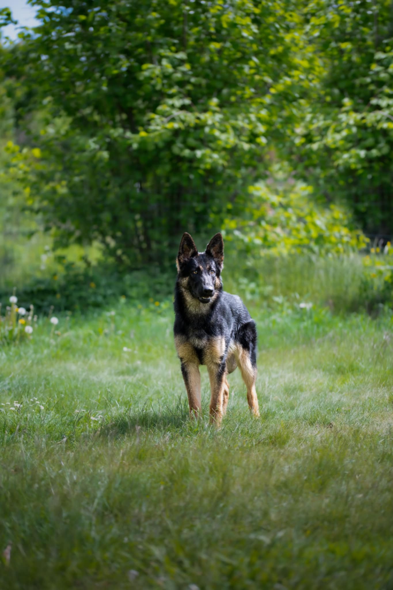 Messenger_creation_441358CE-6CC4-419B-B20F-C7A6AD594534