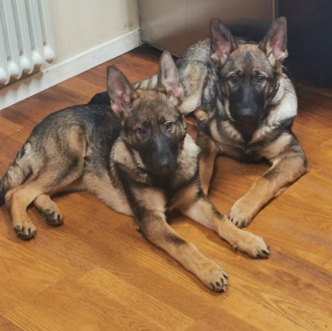 Stardrift`s Hulk & Anzi