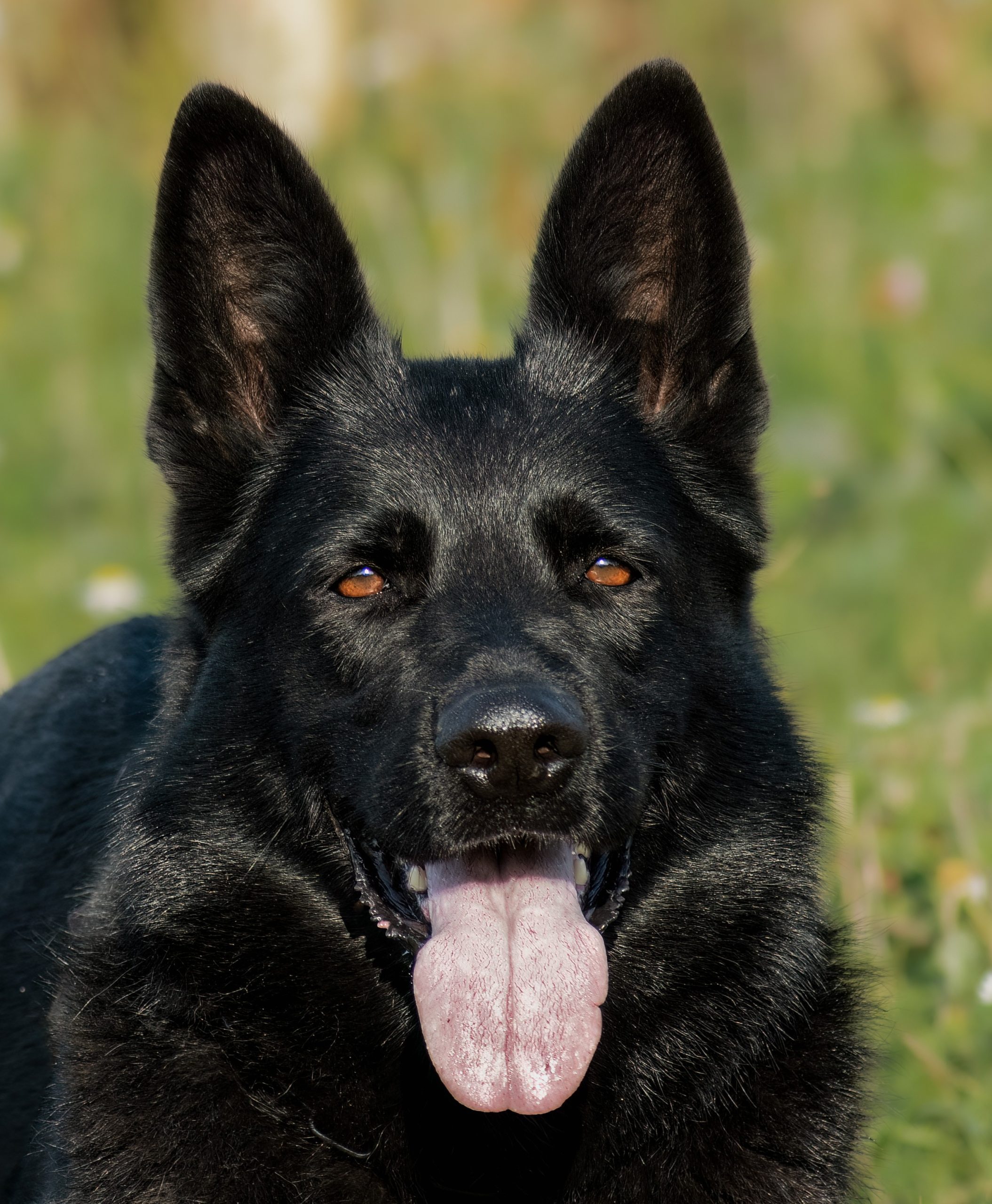 namnlöst-2-72-Redigera.jpg Hella