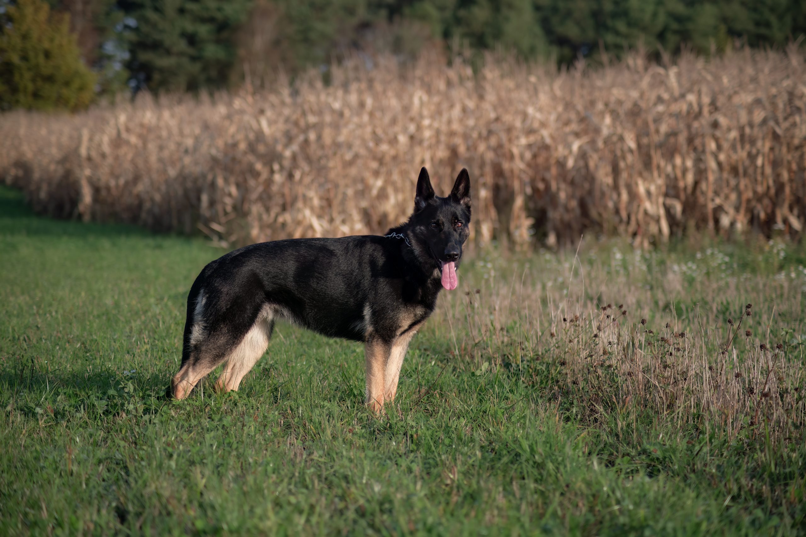 namnlöst-8784-Redigera